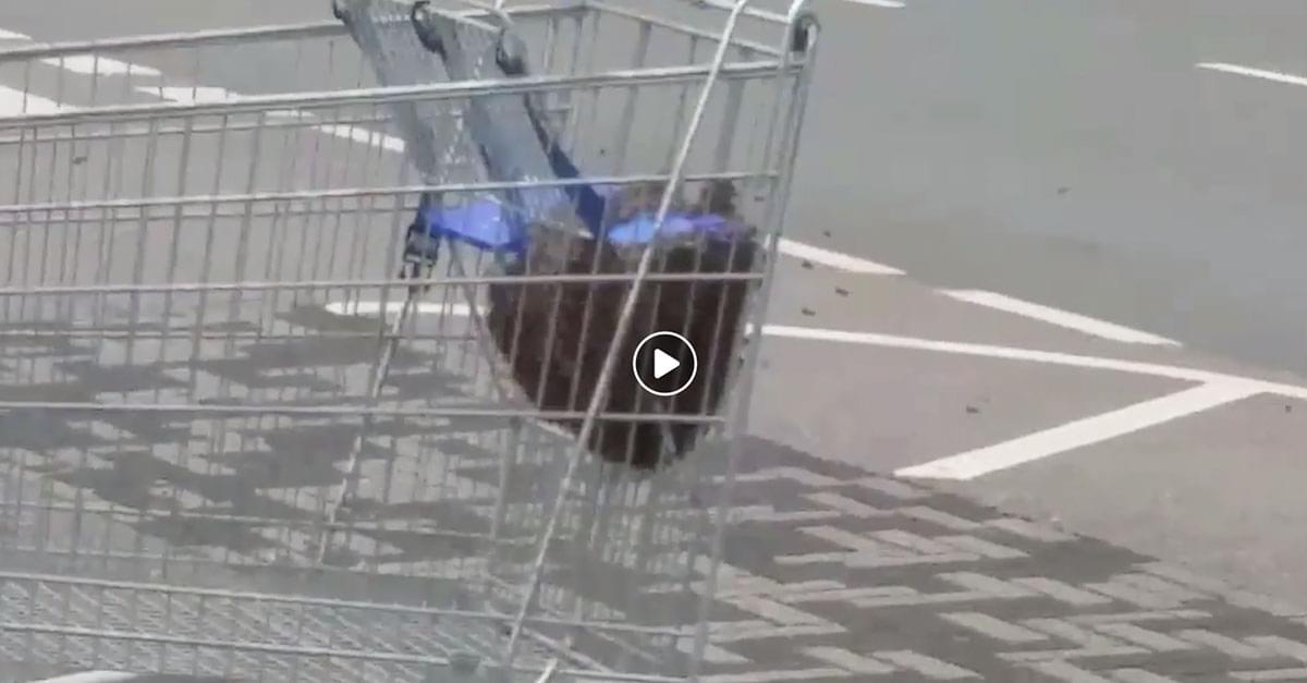 Watch: Bees Swarm Shopping Cart