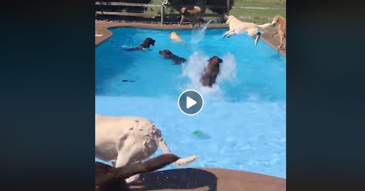 Watch these Dogs Have the Best Pool Party