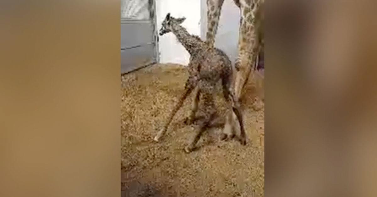 Watch: Baby Giraffe Take First Steps at Greenville Zoo