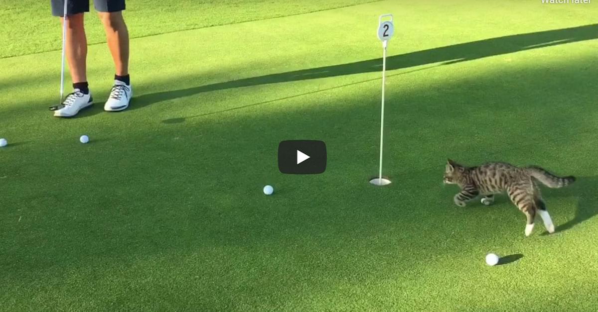 Watch: Hilarious Golf Cat Won’t Let You Play