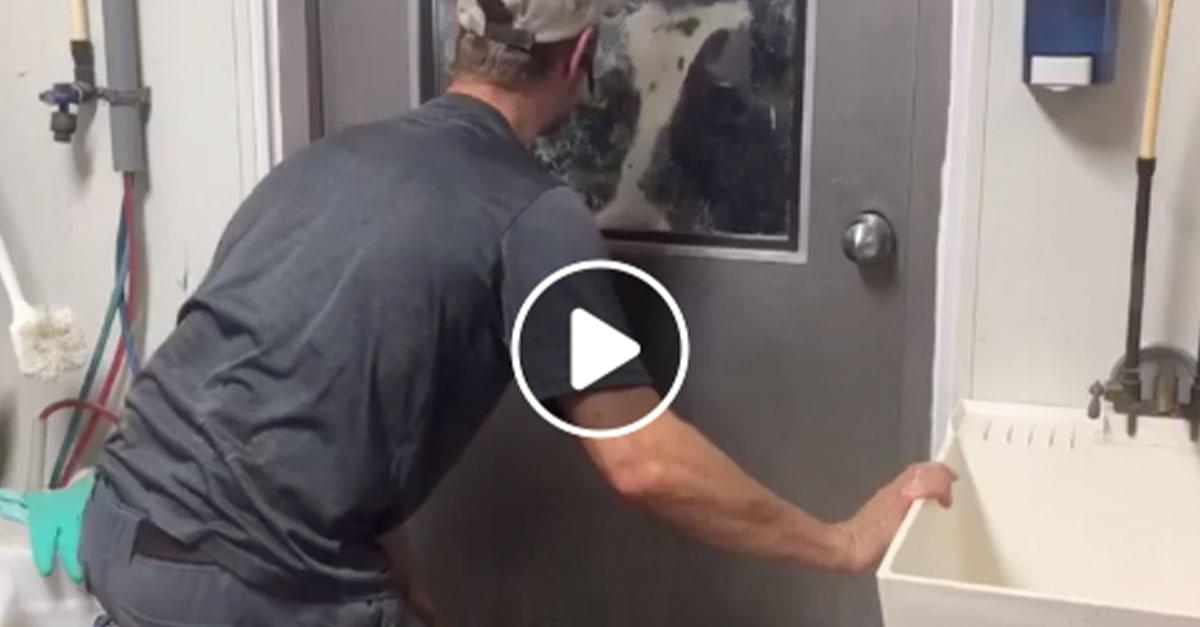 Watch: Peek-A-Boo with a Cow