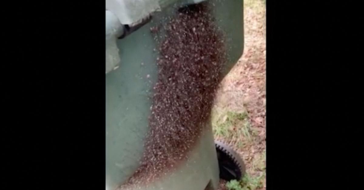 Watch: Thousands of Spiders on Man’s Trash Bin