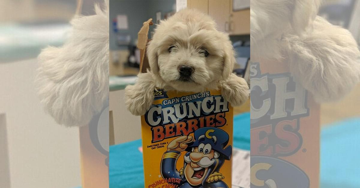 Puppy Dropped Off In Cereal Box Finds New Home