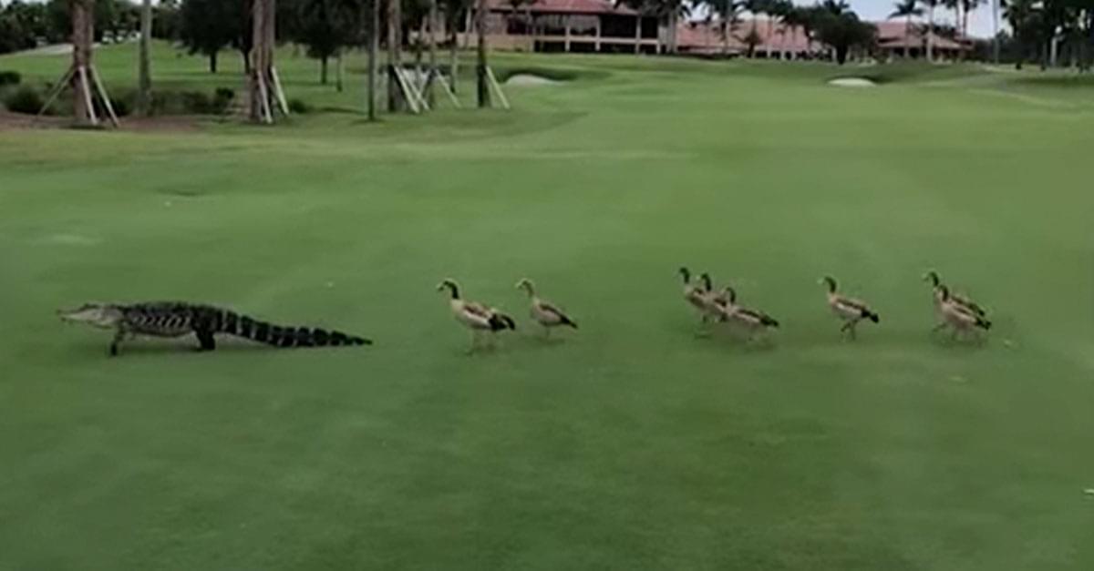 Watch: Angry Geese Chase Alligator on Golf Course