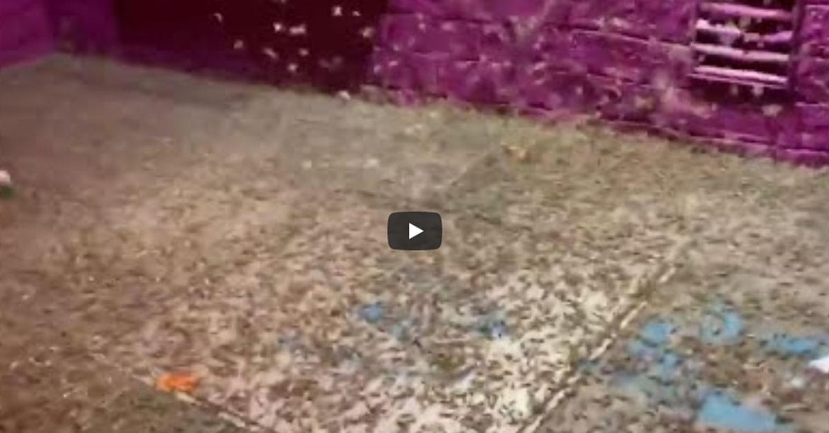 Watch: Grasshoppers swarm Las Vegas strip