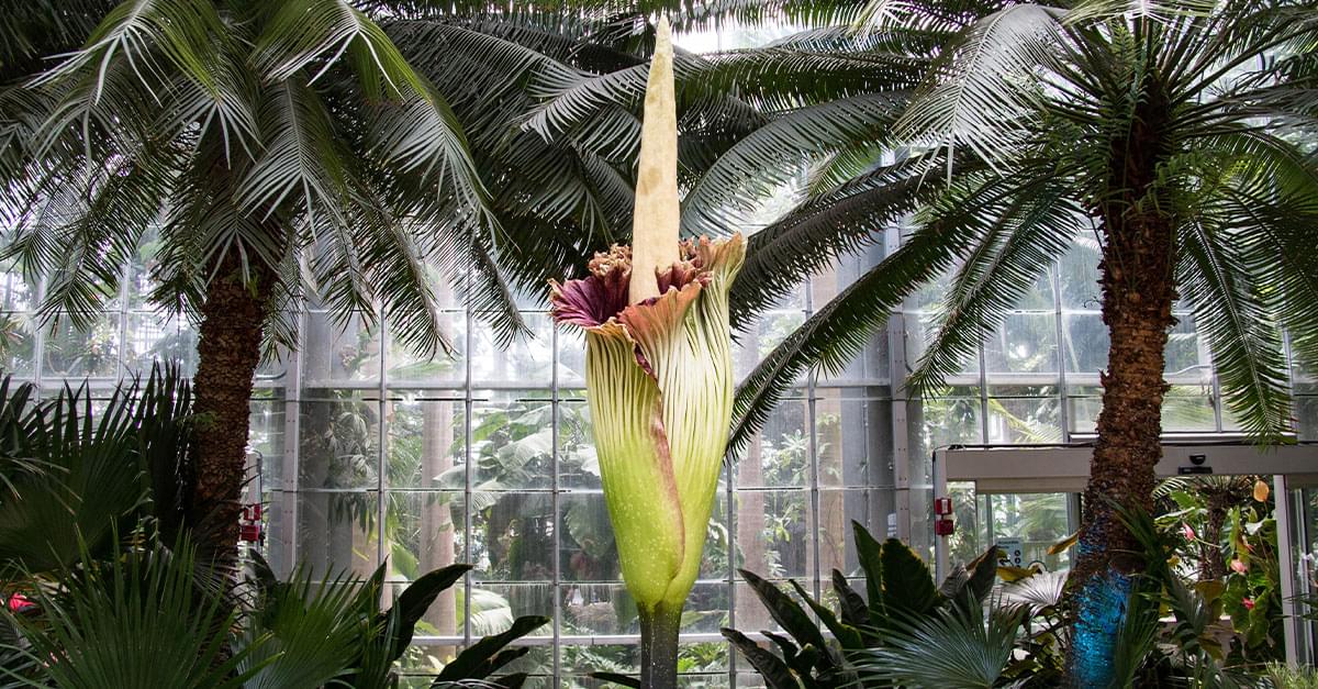 Rare ‘Corpse plant’ to Bloom Again in NC