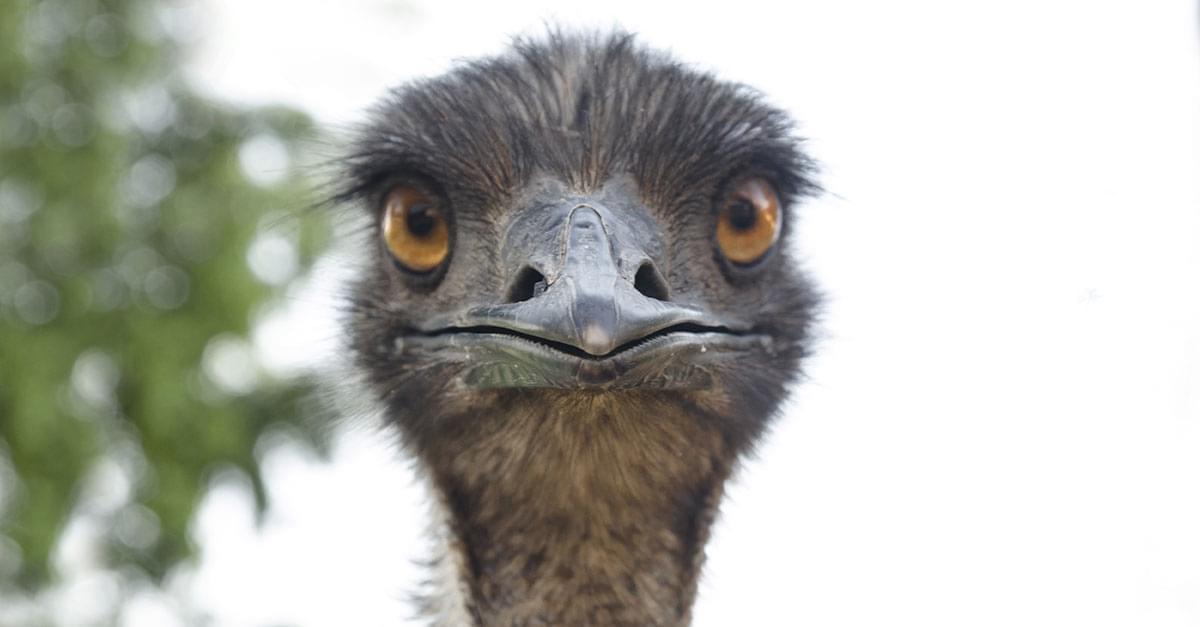 Loose Emu in NC Last Seen on Hood of Car