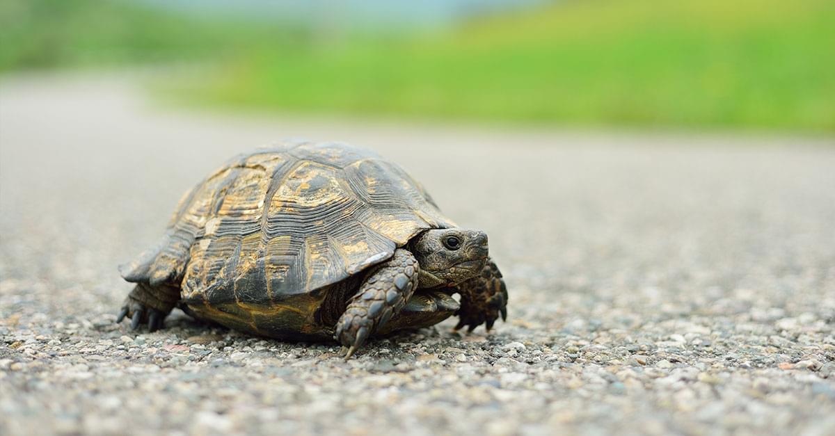 Concerned Boy Gets ‘Turtle Crossing’ Signs Installed After Writing Letter to Mayor