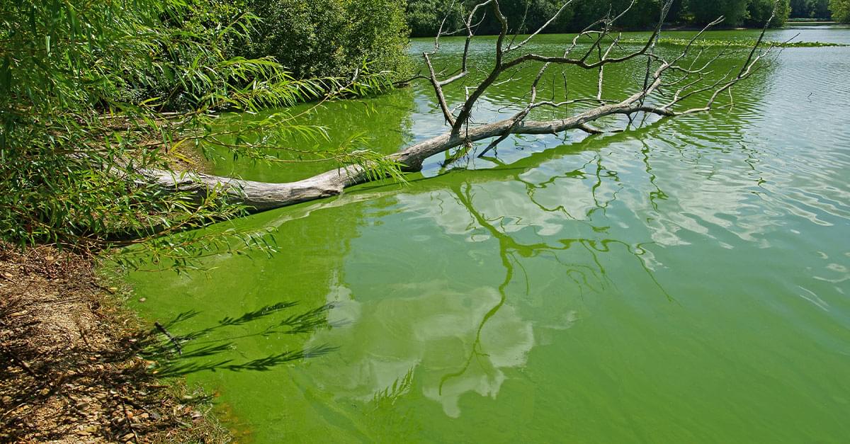Toxic Blue-green Algae Found in Some NC Lakes and Ponds