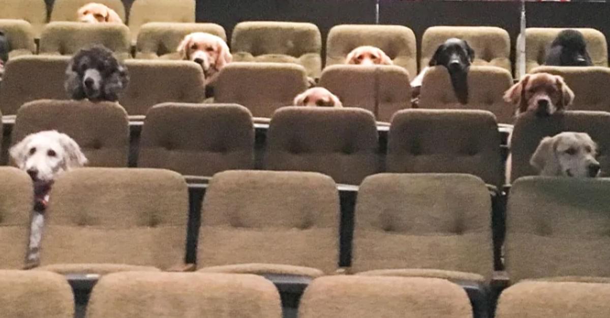 So Cute! Service Dogs Attend Theatre Performance For Training