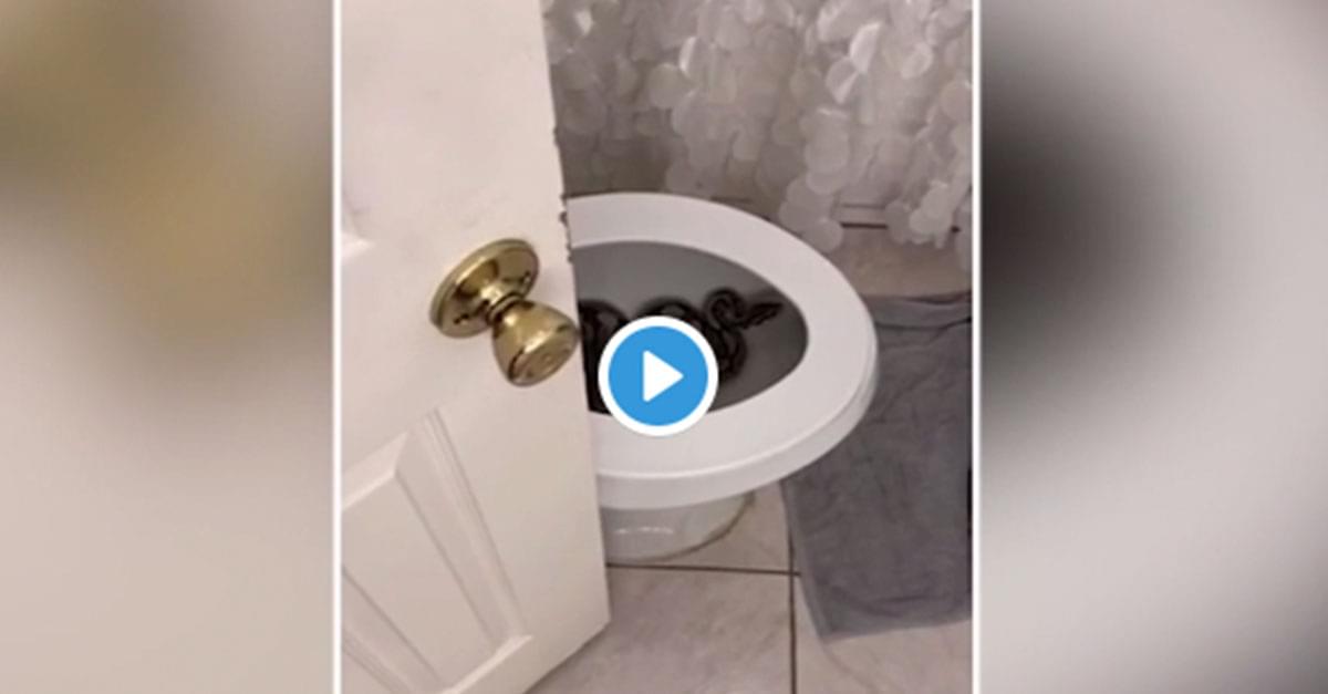 Watch: Airbnb Renter Finds Snake in Toilet