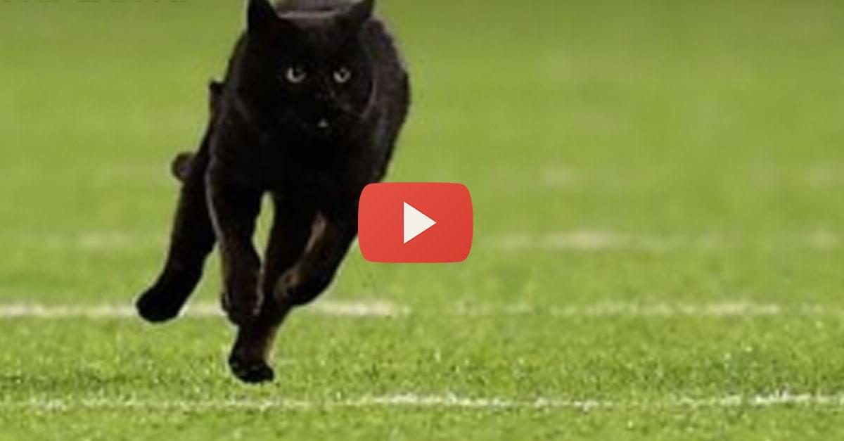 Watch: Black Cat Delays NFL Game