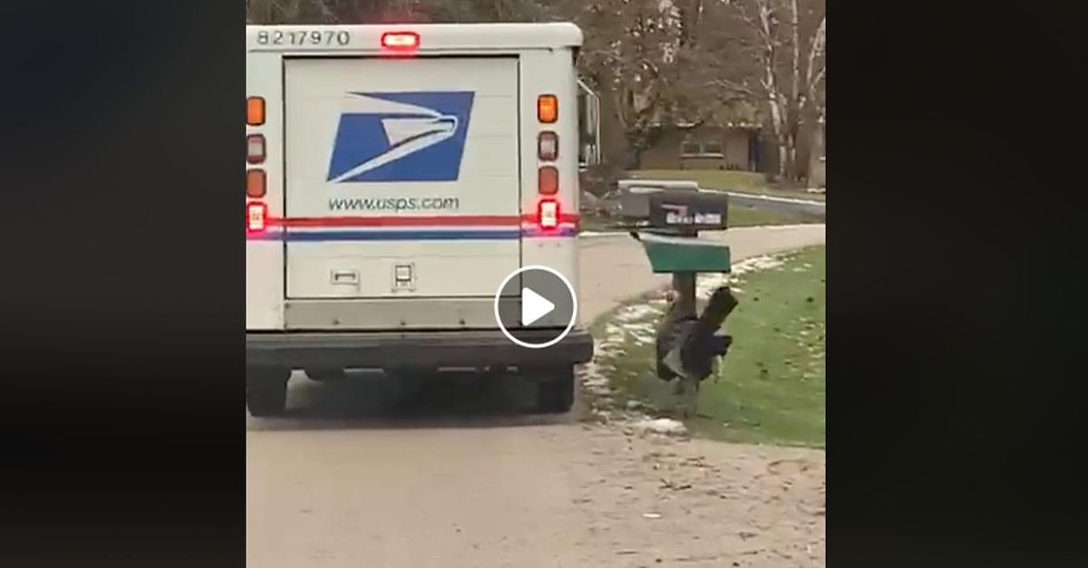 Watch: Turkey Stalks Mail Carrier
