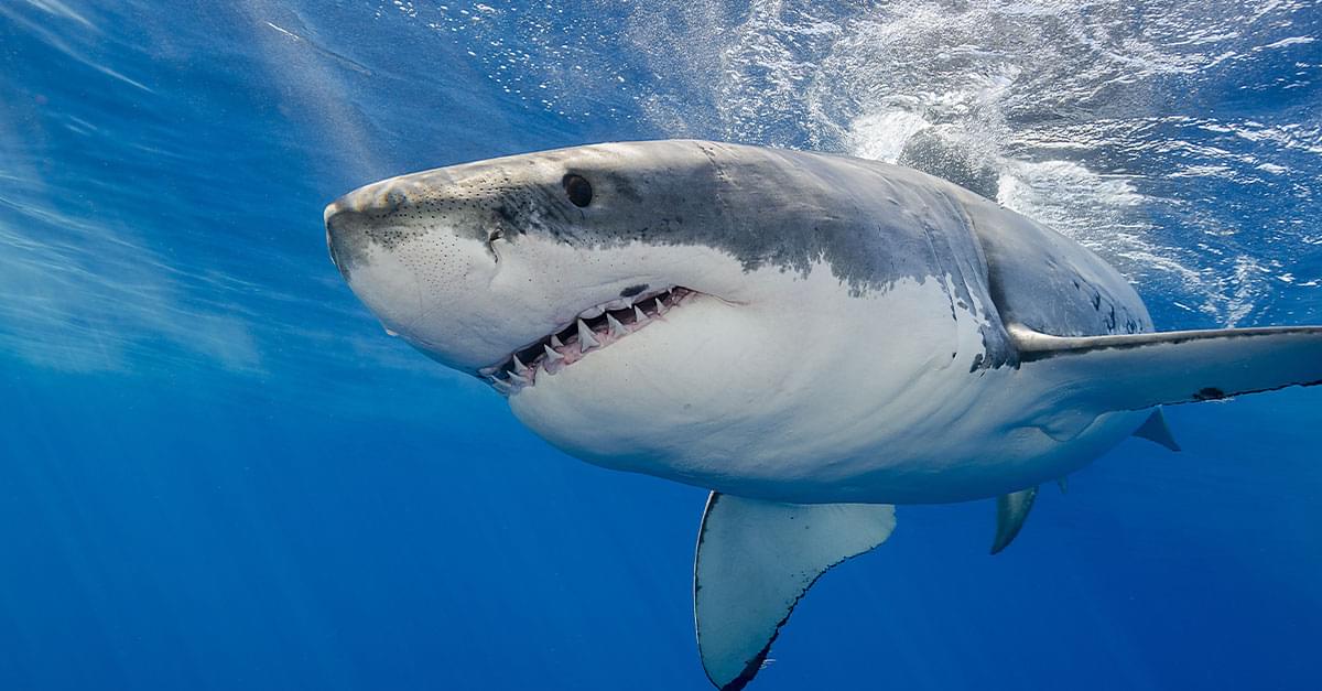 9 Great White Sharks Show Up Near Carolinas