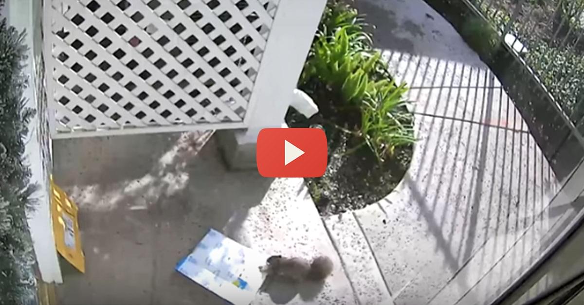 Watch: Squirrel Steals Package from Front Porch