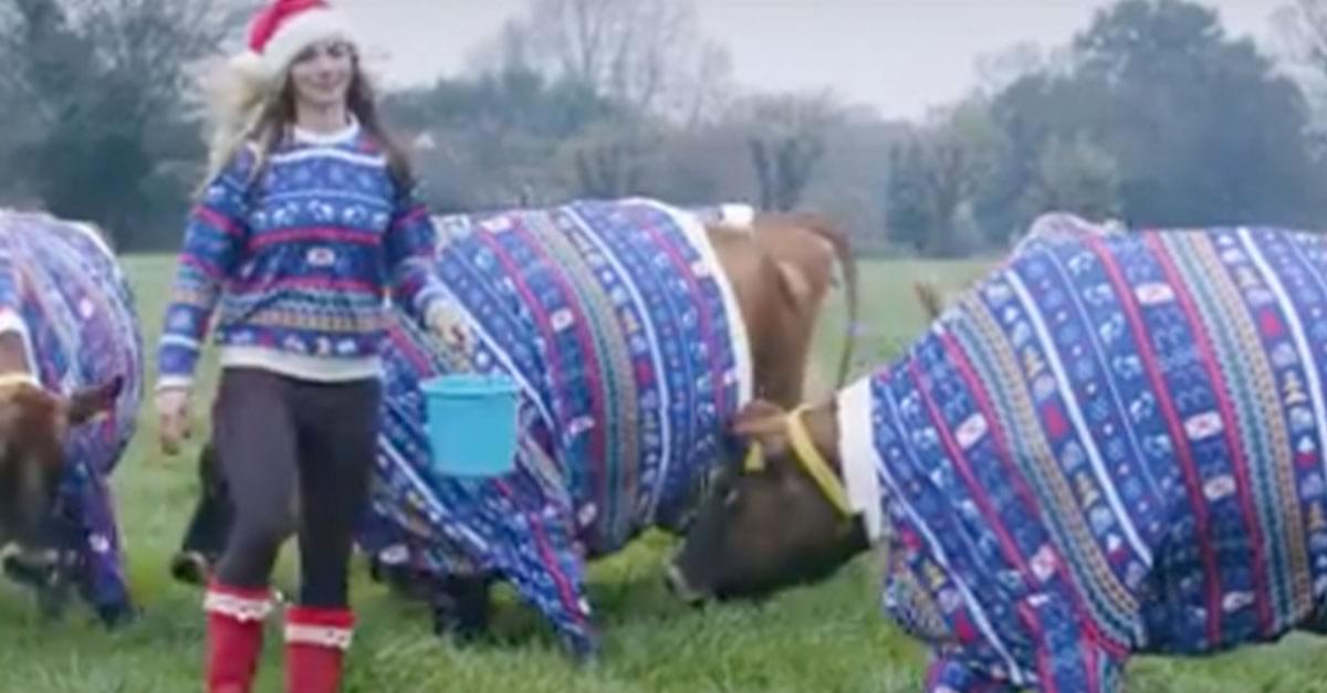 Farmer Dresses Cows in Big Christmas Sweaters