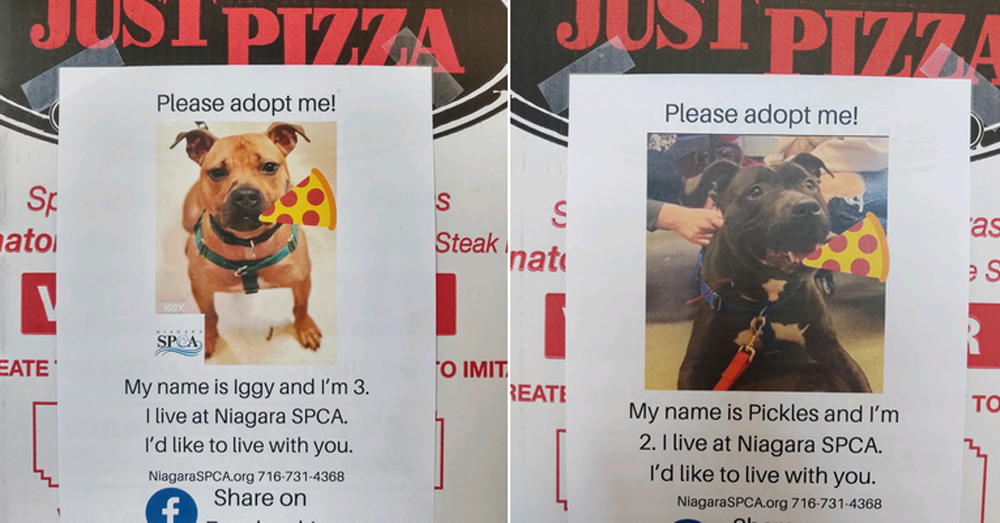 A New York Pizza Shop Tries to Help Adopt Local Dogs!