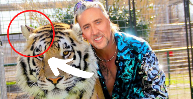 Nicolas Cage to play ‘Tiger King’ Joe Exotic