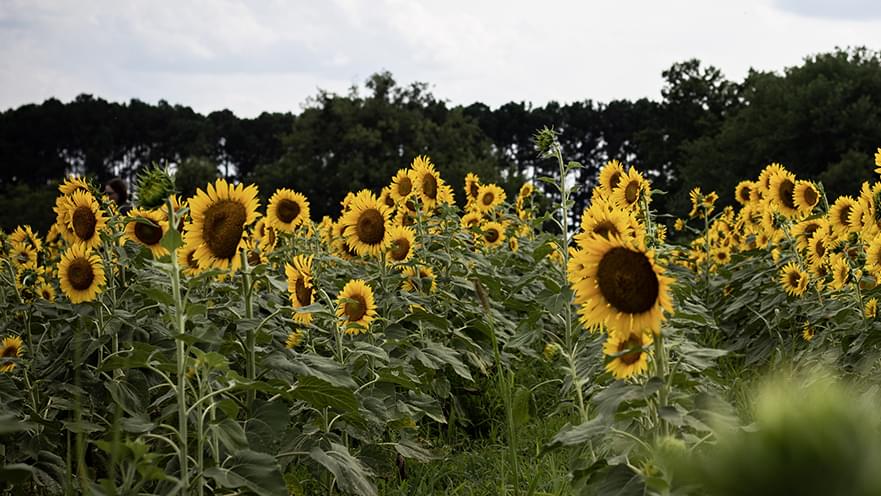 No Sunflowers This Summer @ Dix Park