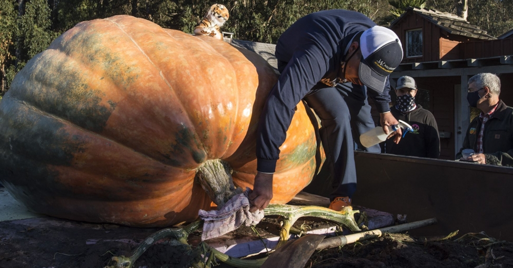 2,350 pound pumpkin named “The Tiger King” wins pumpkin contest!