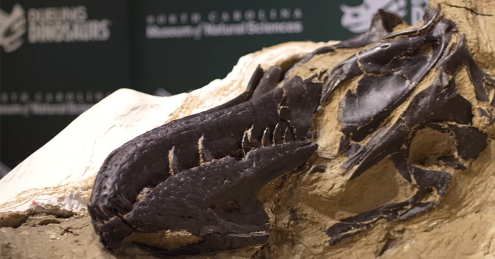 T. Rex skeleton coming to Raleigh museum