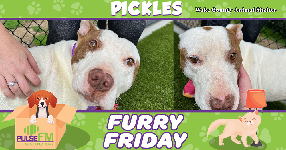 Furry Friday: Meet Pickles!