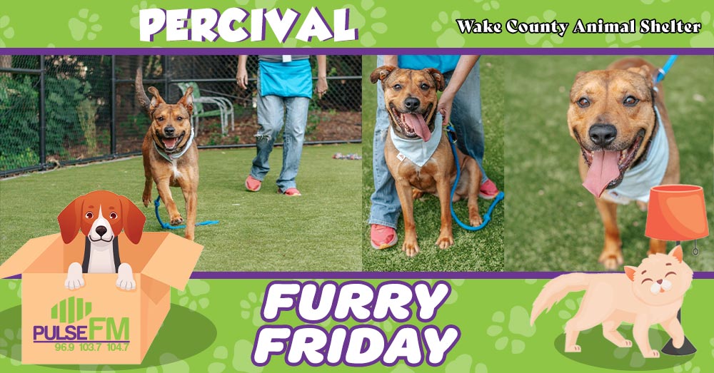 Furry Friday: Meet Percival!