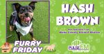 Furry Friday: Meet Hash Brown!