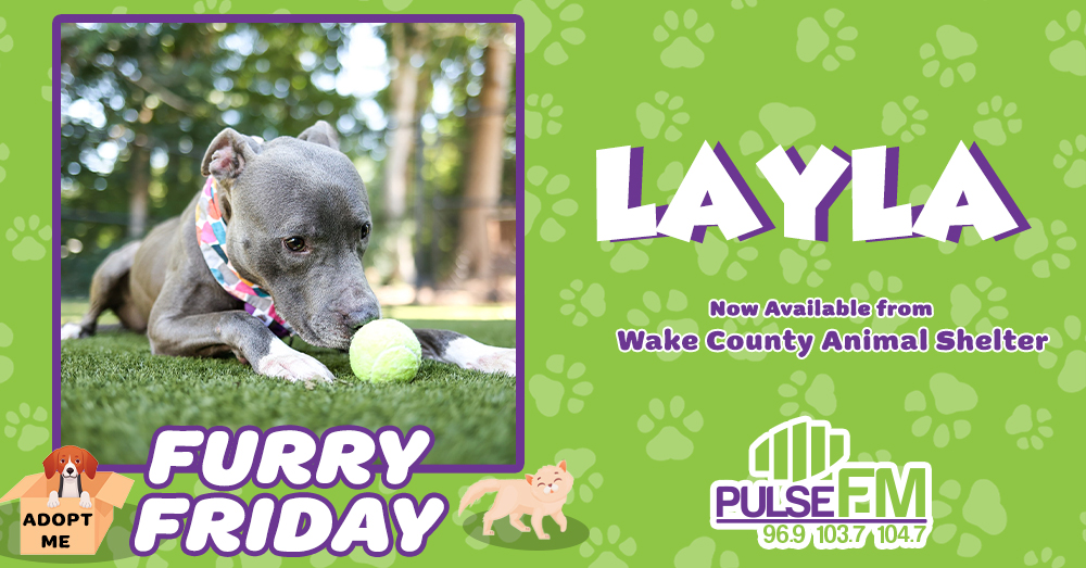 Furry Friday: Meet Layla!