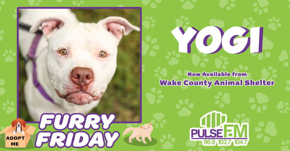 Furry Friday: Meet Yogi!