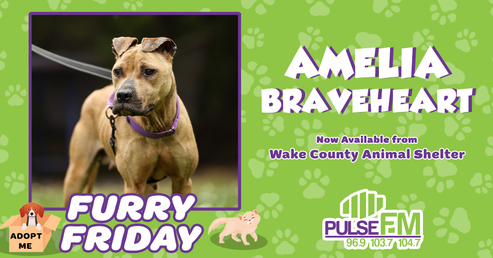 Furry Friday: Meet Amelia Braveheart!