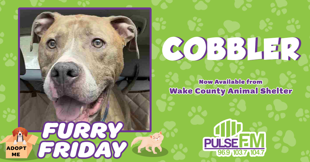 Furry Friday: Meet Cobbler!