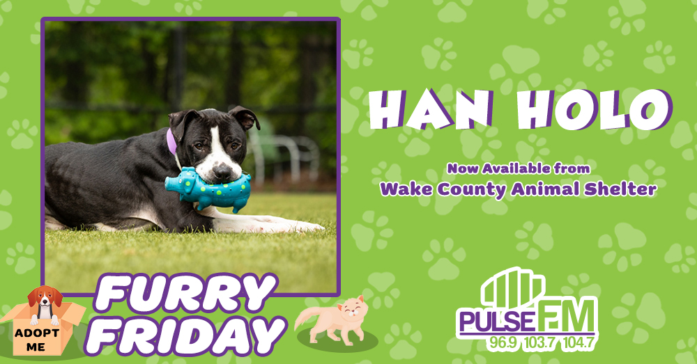 Furry Friday: Meet Han Holo!