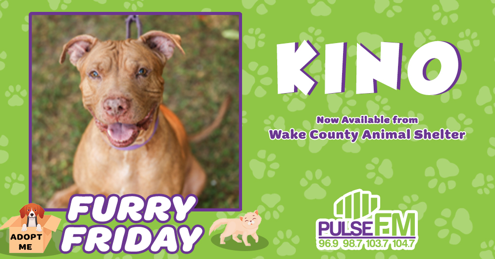 Furry Friday: Meet Kino!