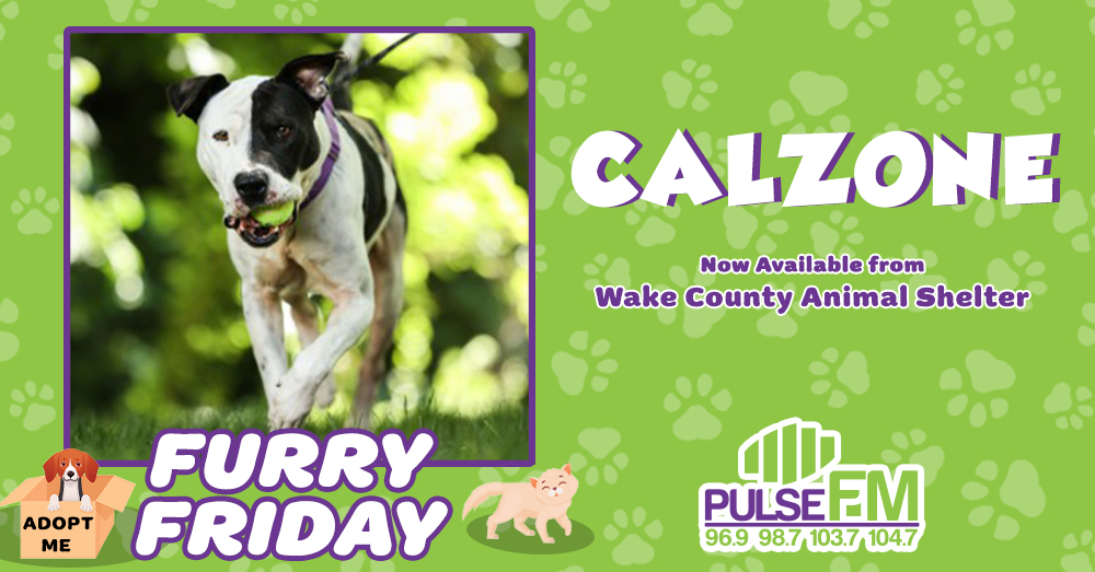 Furry Friday: Meet Calzone!