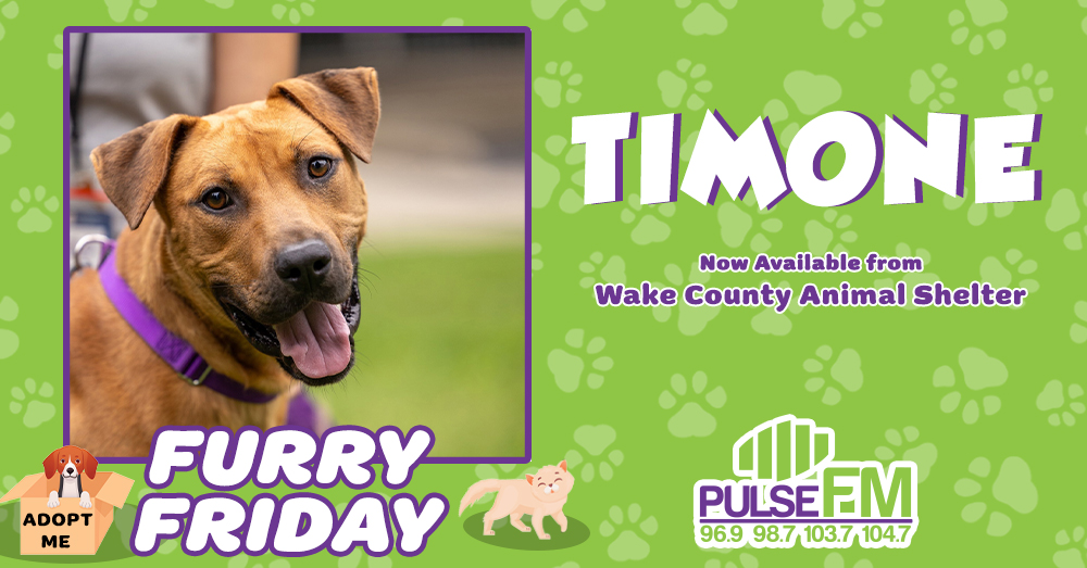 Furry Friday: Meet Timone!