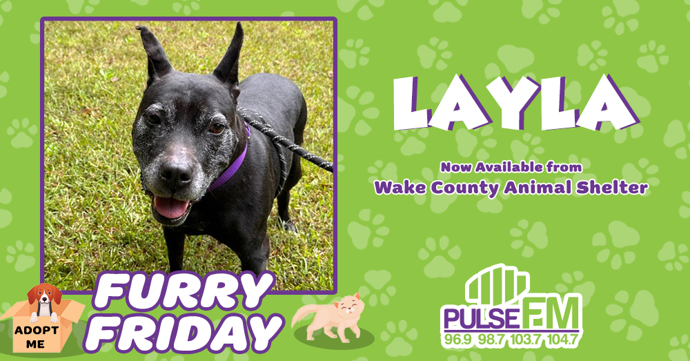 Furry Friday: Meet Layla!