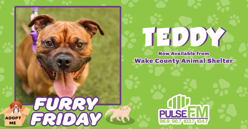 Furry Friday: Meet Teddy!