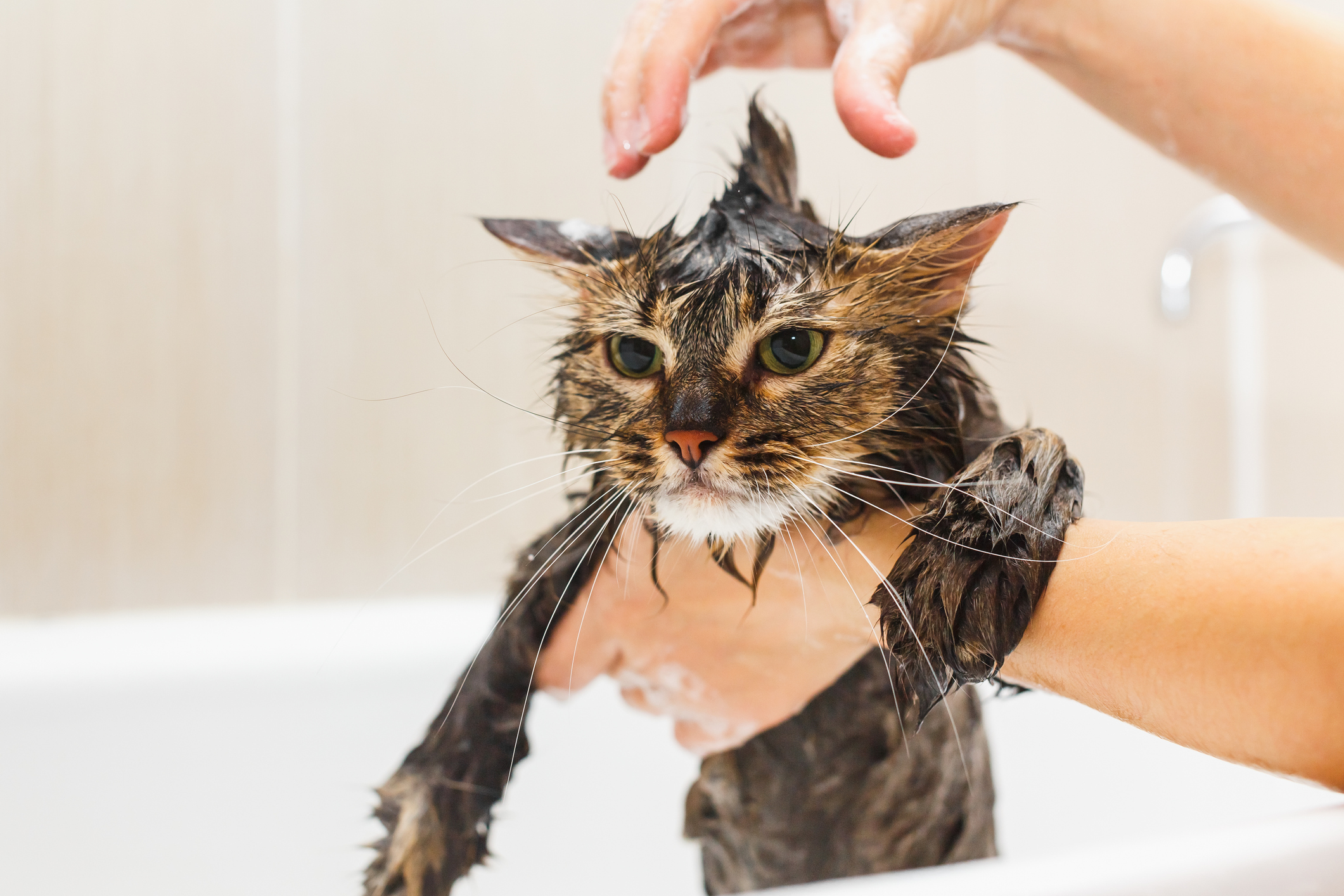 Time To Give Your Cat A Bath