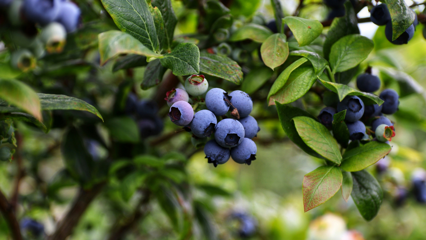 Blueberry Bonanza