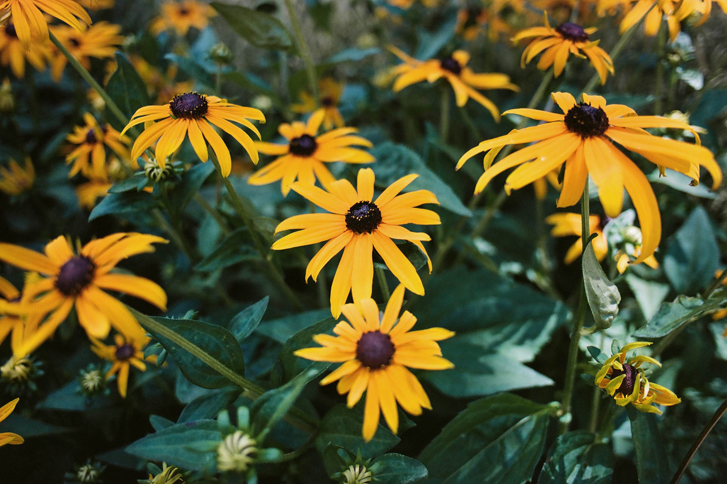 Black-Eyed Susan: A Cheerful Bloom From North Carolina to Norway