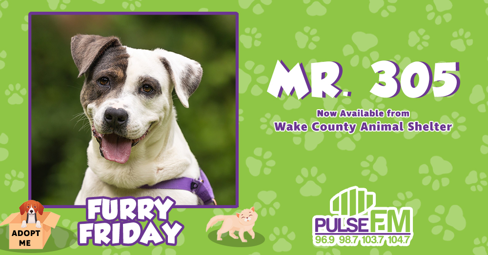 Furry Friday: Meet Mr. 305!