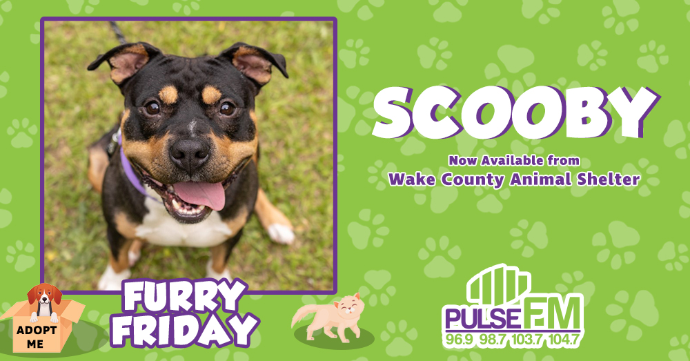 Furry Friday: Meet Scooby!