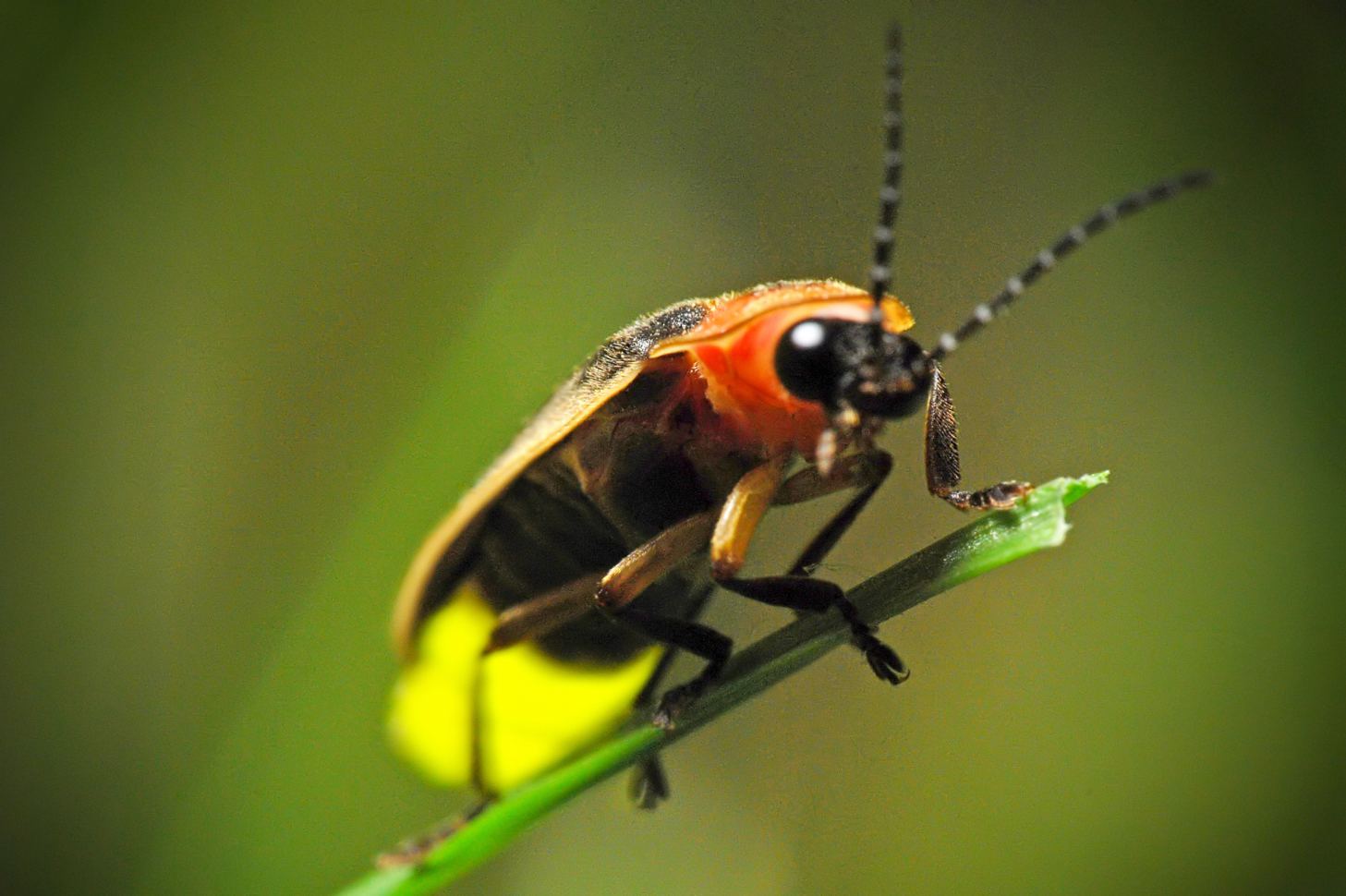 Fireflies are lighting up summer skies. But the glowing bugs are still on the decline