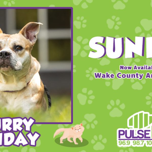 Furry Friday: Meet Sunkist!