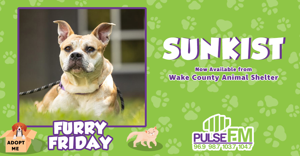 Furry Friday: Meet Sunkist!