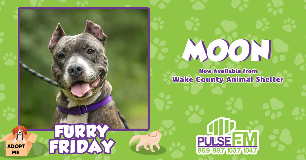Furry Friday:  Meet Moon!