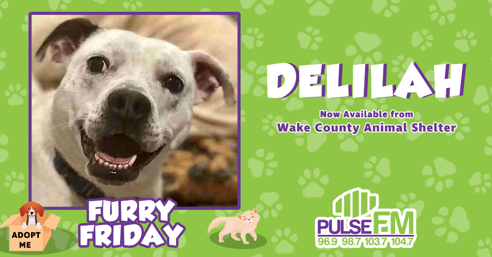 Furry Friday:  Meet Delilah!