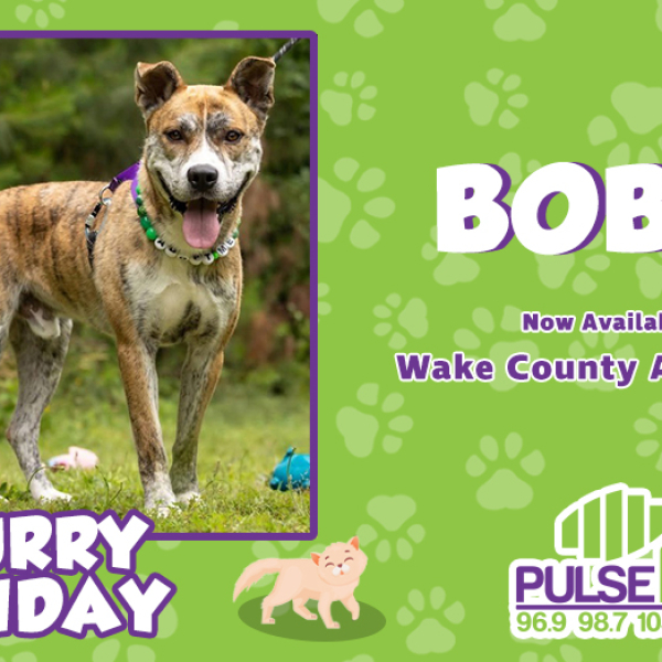 Furry Friday:  Meet Bobby!