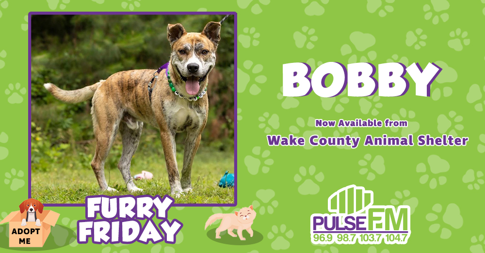 Furry Friday:  Meet Bobby!